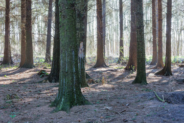 Bare wood with the bright sun shining through the trees