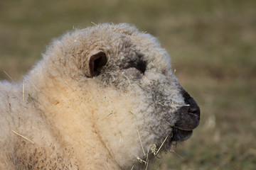 Schaf im Portr&auml;t