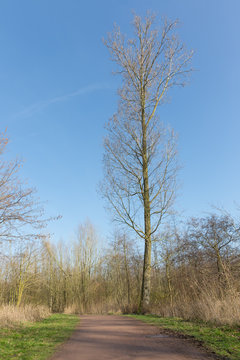 High bare tree in dutch wood landscape