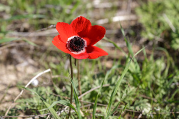 Red anemone