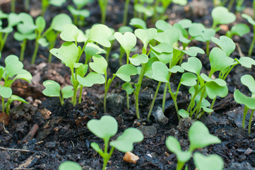 Young green sprout plant growing in the soil