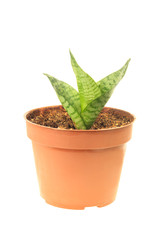 Young sansevieria in pot