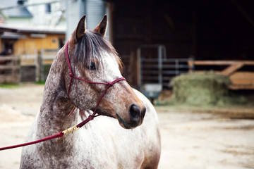 Junges Morgan Horse © JM Fotografie
