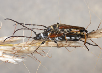 Beetle Stenopterus rufus .Couple