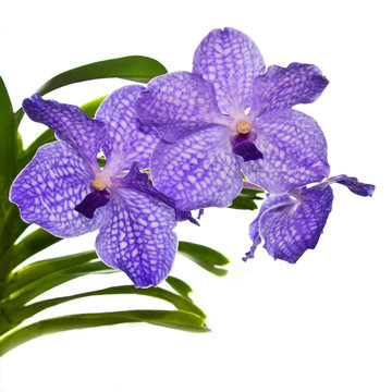 Orchid&eacute;e violette Vanda