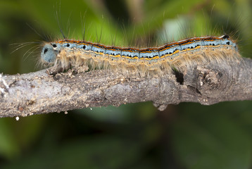 caterpillar