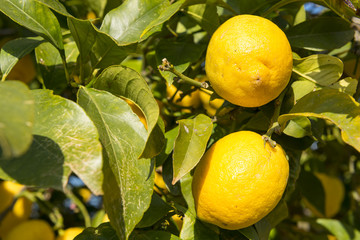 Lim&oacute;n en &aacute;rbol, Mallorca, Baleares.