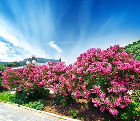 Oleander
