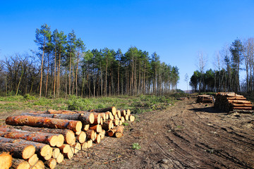 Forest clearing, pile of logs laid.