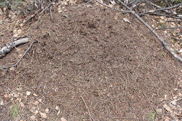 anthill in the forest