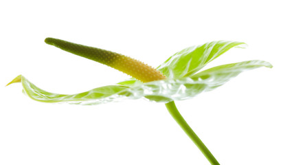 green Anthurium