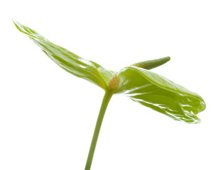 green Anthurium