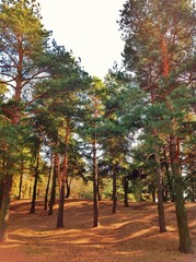 Naklejka premium Сосновый лес в солнечную погоду