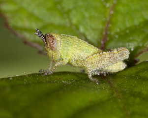 grasshopper