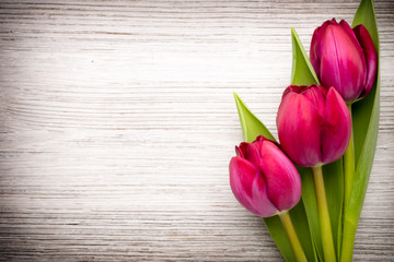 Tulip.