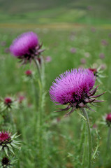 Colori della natura