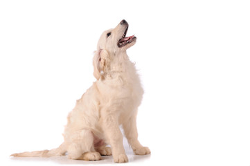 purebred golden retriever dog isolated over white background