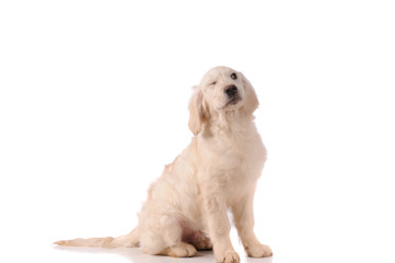 purebred golden retriever dog isolated over white background