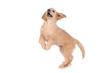 purebred golden retriever dog isolated over white background