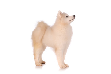 Obraz premium Samoyed dog isolated on white background
