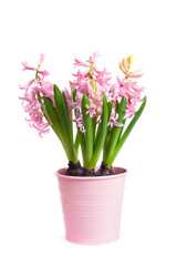 Fototapeta na wymiar The pot with blooming Hyacinthus