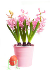 Blossoms of hyacinth with egg against white background