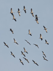 Common Crane (Grus grus)