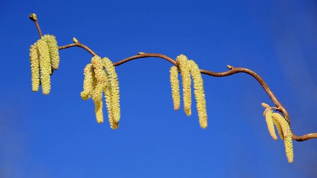 Haselnussbl&uuml;ten vor blauem Himmel