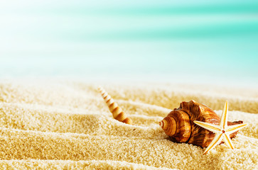 Tropical beach with seashells on a hot summer day