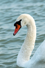 Swan