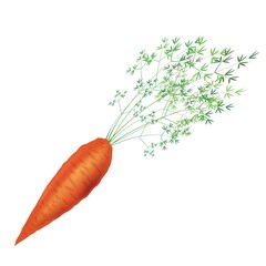 carrot