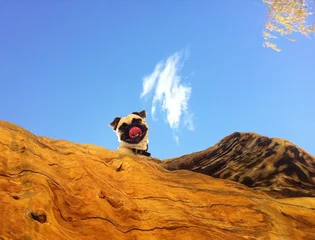 Foto op Canvas  Cute pug dog standing on the wood and staring at me in the park in Australia © zajic666