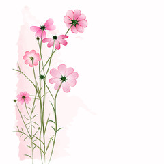 Springtime Colorful Flower on White Background