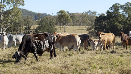 Australian brindled cow, beef cattle herd