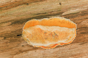 Wood living fungus