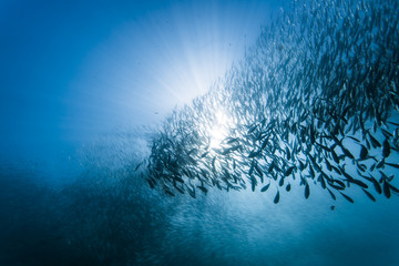 School of sardines under water - obrazy, fototapety, plakaty