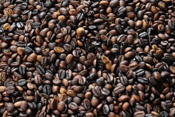 Coffee beans in Bali Plantage