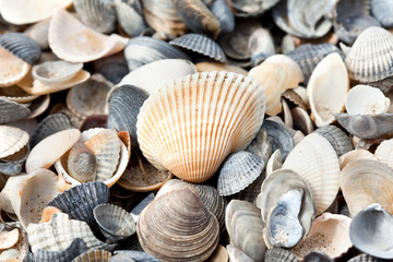 shells on the beach