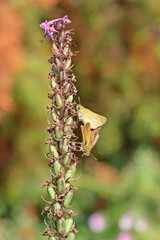 Dickkopffalter-Paarung auf verblühter Mücken-Händelwurz