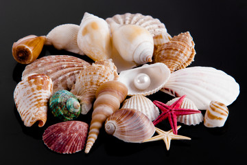 The exotic sea shell . treasure from the sea on black  backgroun