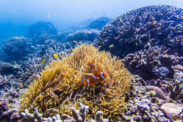 scuba diving with nemo fish