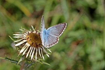 Fototapeta premium Silbergrüner Bläuling (Polyommatus coridon) auf Golddistel 