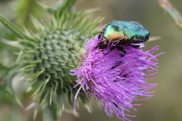 Rosenkäfer auf Distel