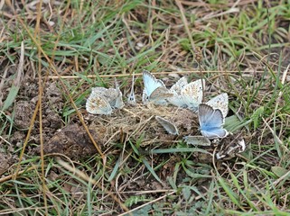 Silbergrüne Bläulinge (Polyommatus coridon) auf Tierkot