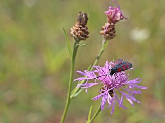 Sechsfleck-Widderchen (Zygaena filipendulae) auf Flockenblume