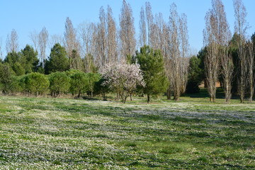 naturaleza en primavera