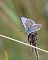 Hauhechel-Bläuling (Polyommatus icarus)
