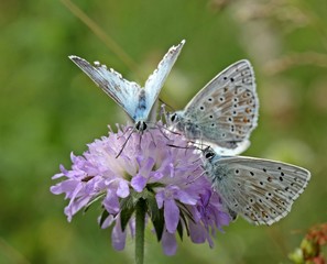 Drei Silbergrüne Bläulinge auf Acker-Witwenblume