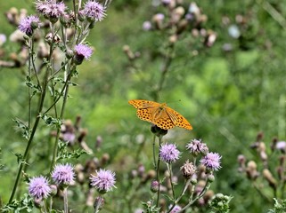 Kaisermantel (Argynnis paphia) auf Acker-Kratzdistel
