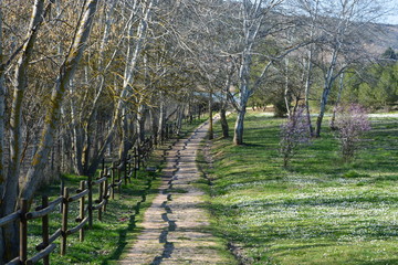 Precioso camino rural en el campo en primavera